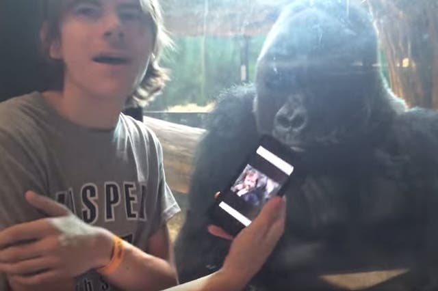 A primate in a Kentucky zoo appears mesmerised by photos on a zoo goer’s phone