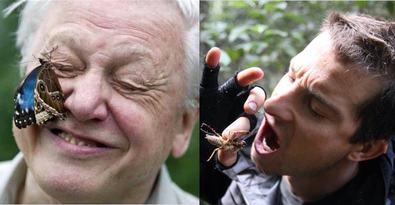 Attenborough and Grylls have very different approaches