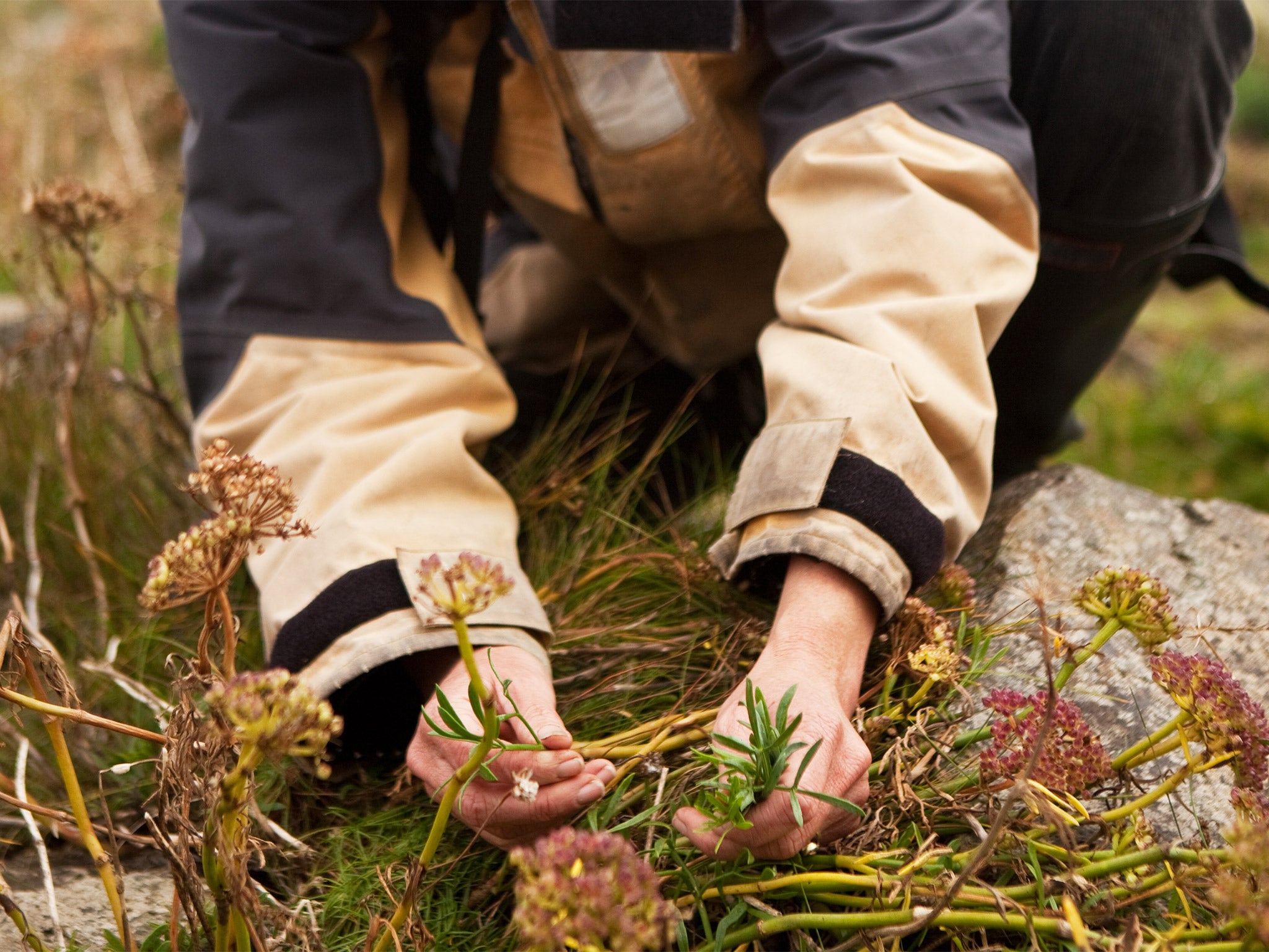 Foraging has been championed by a host of celebrity chefs