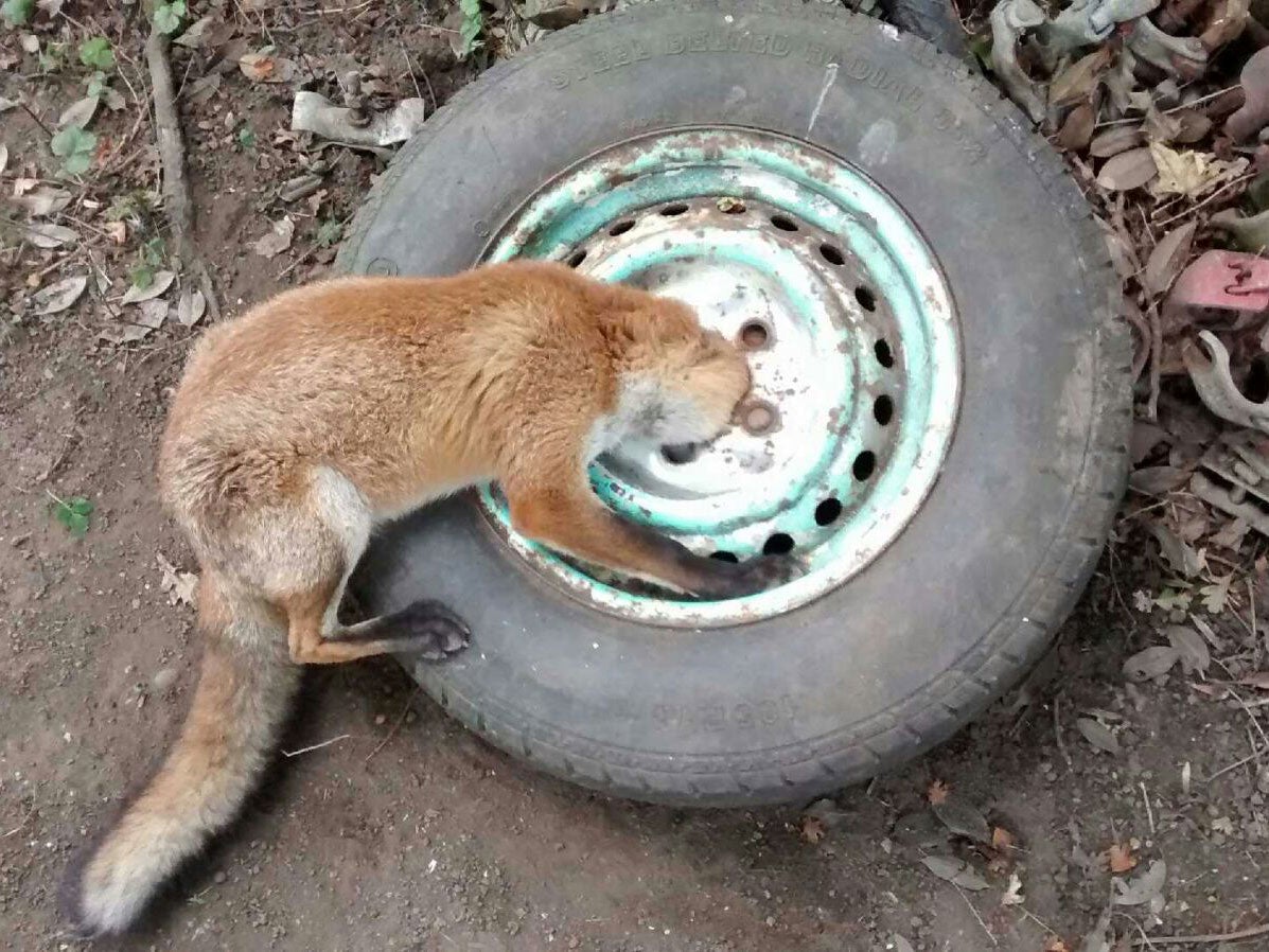 The fox had to be taken to a vet with its head still stuck in the wheel