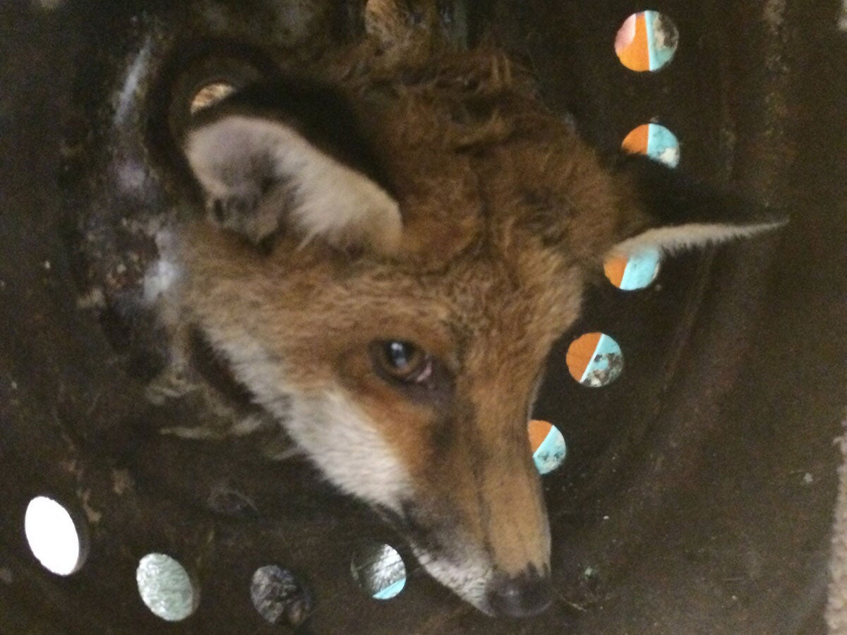 The fox had to be taken to a vet with its head still stuck in the wheel