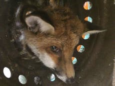 Fox rescued in London after getting head stuck in old wheel