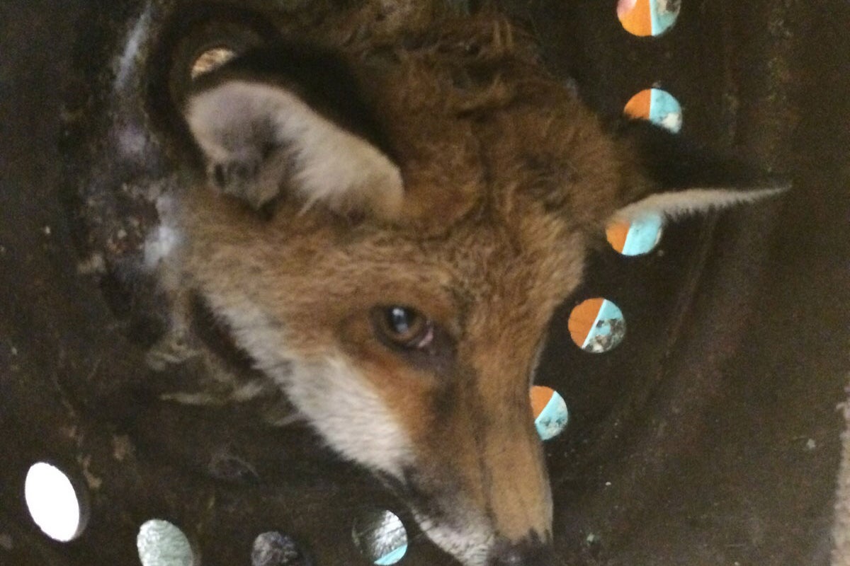 Fox rescued in London after getting head stuck in old wheel | The ...
