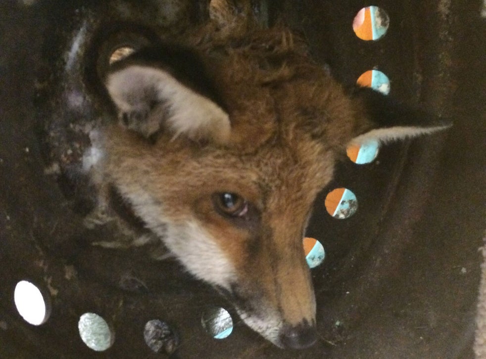 Fox Rescued In London After Getting Head Stuck In Old Wheel The Independent The Independent