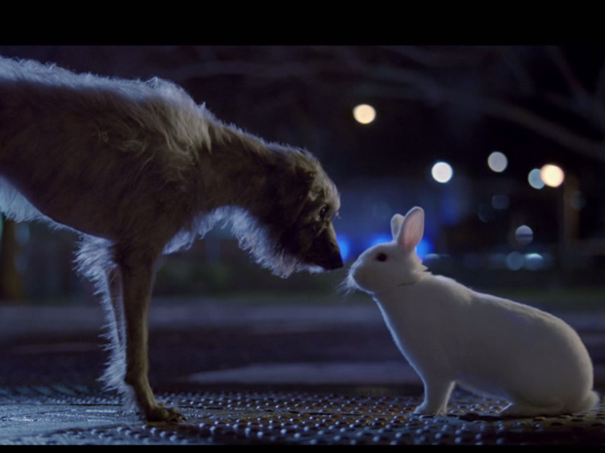 Baxter meets a rabbit in the Blue Cross advert