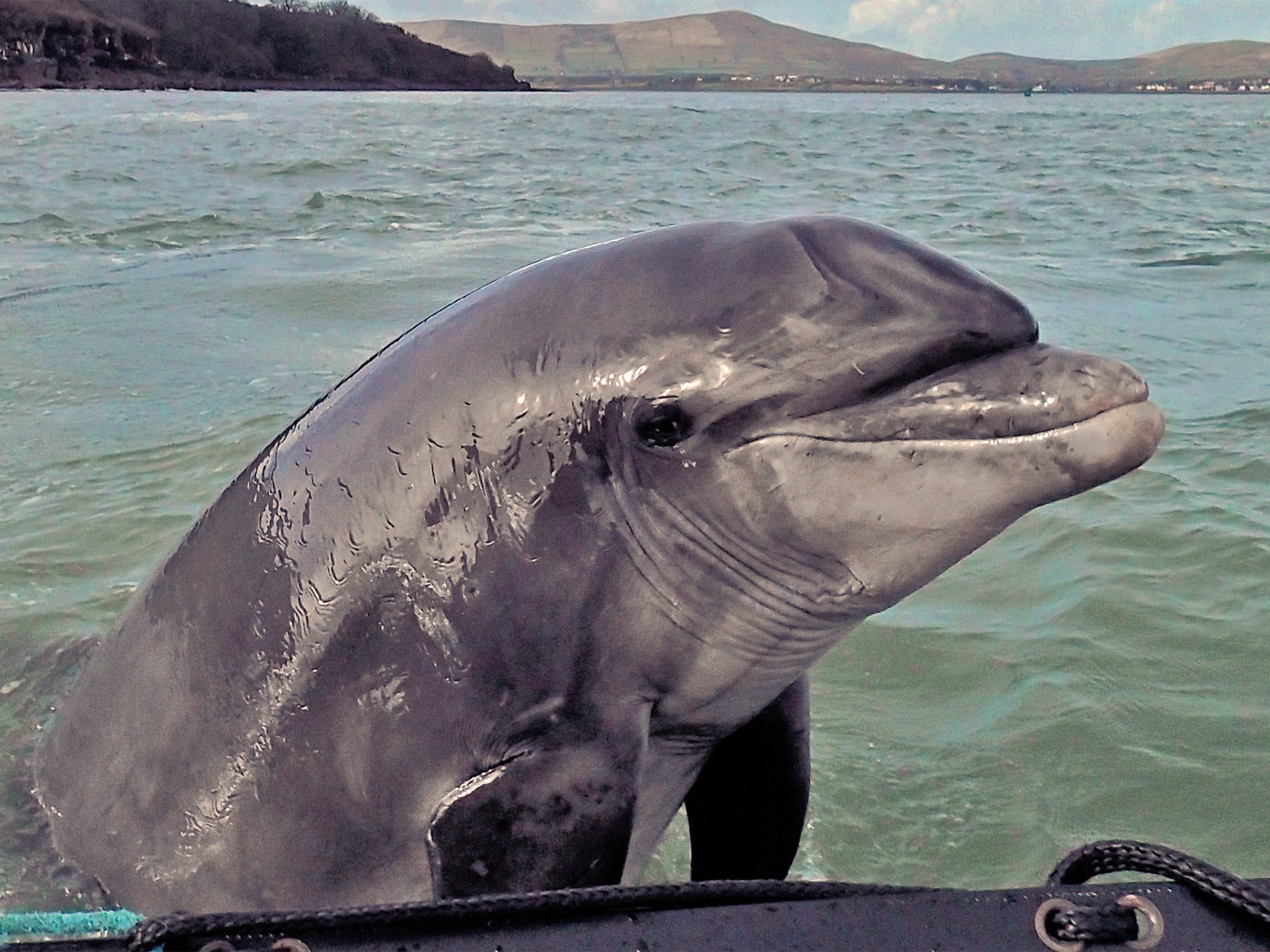 By loyal appointment: Fungie the bottlenose dolphin has been a local attraction in Dingle since 1983