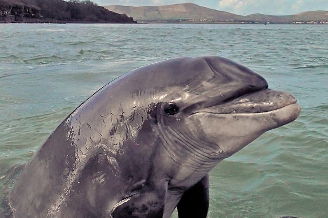 By loyal appointment: Fungie the bottlenose dolphin has been a local attraction in Dingle since 1983