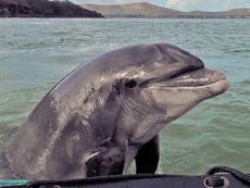 Why do dolphins seek out encounters with humans?