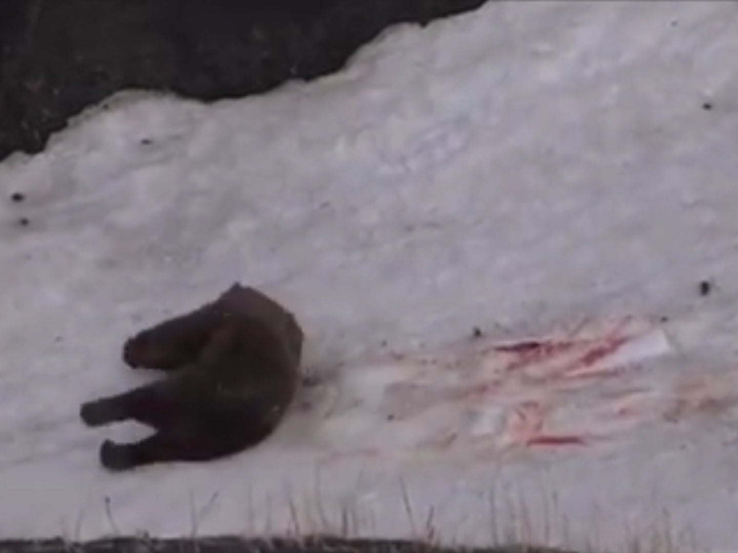 The Grizzly bear is shot again and tumbles down the hill