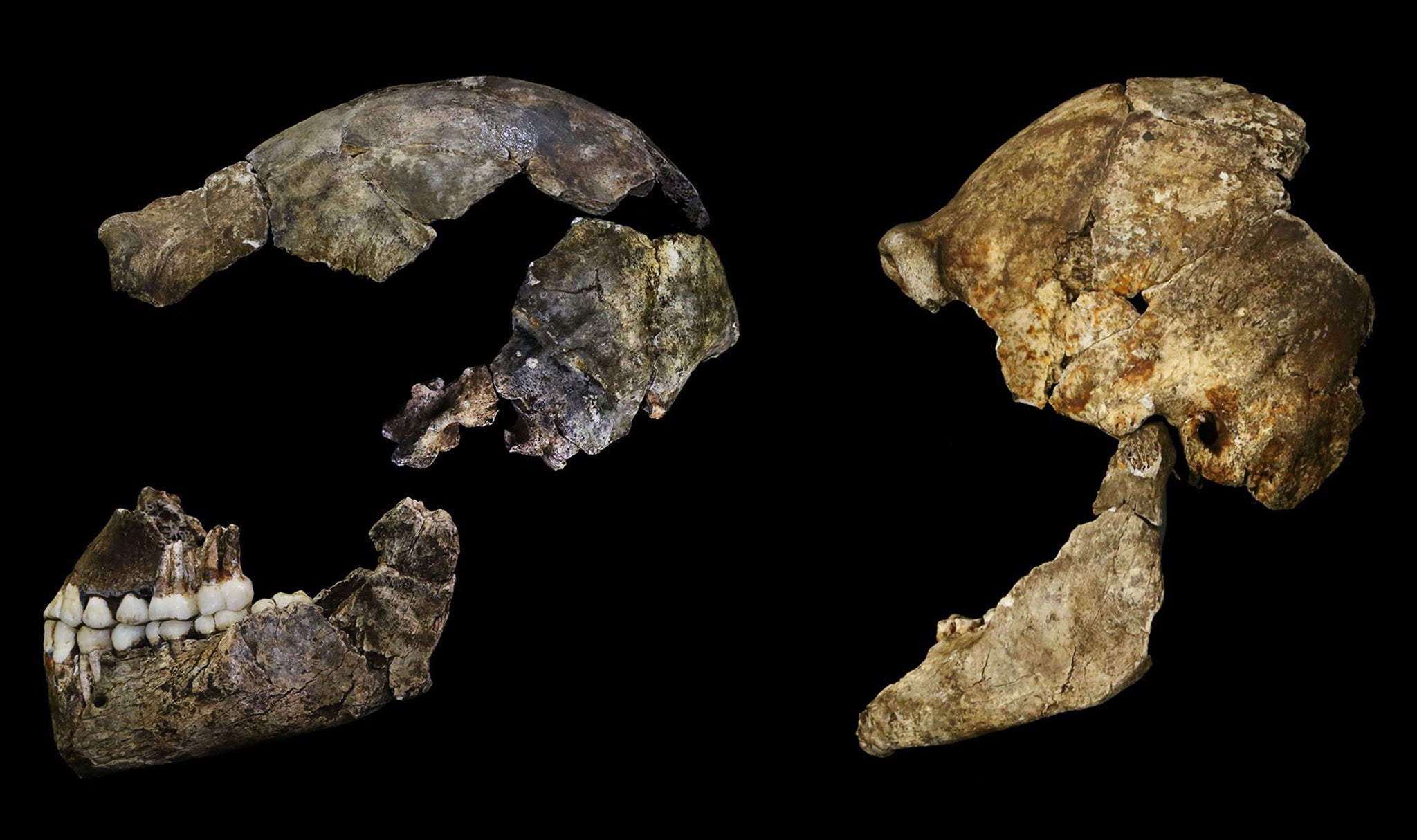 Crania of Homo Naledi are pictured in the Wits bone vault at the Evolutionary Studies Institute at the University of the Witwatersrand, Johannesburg