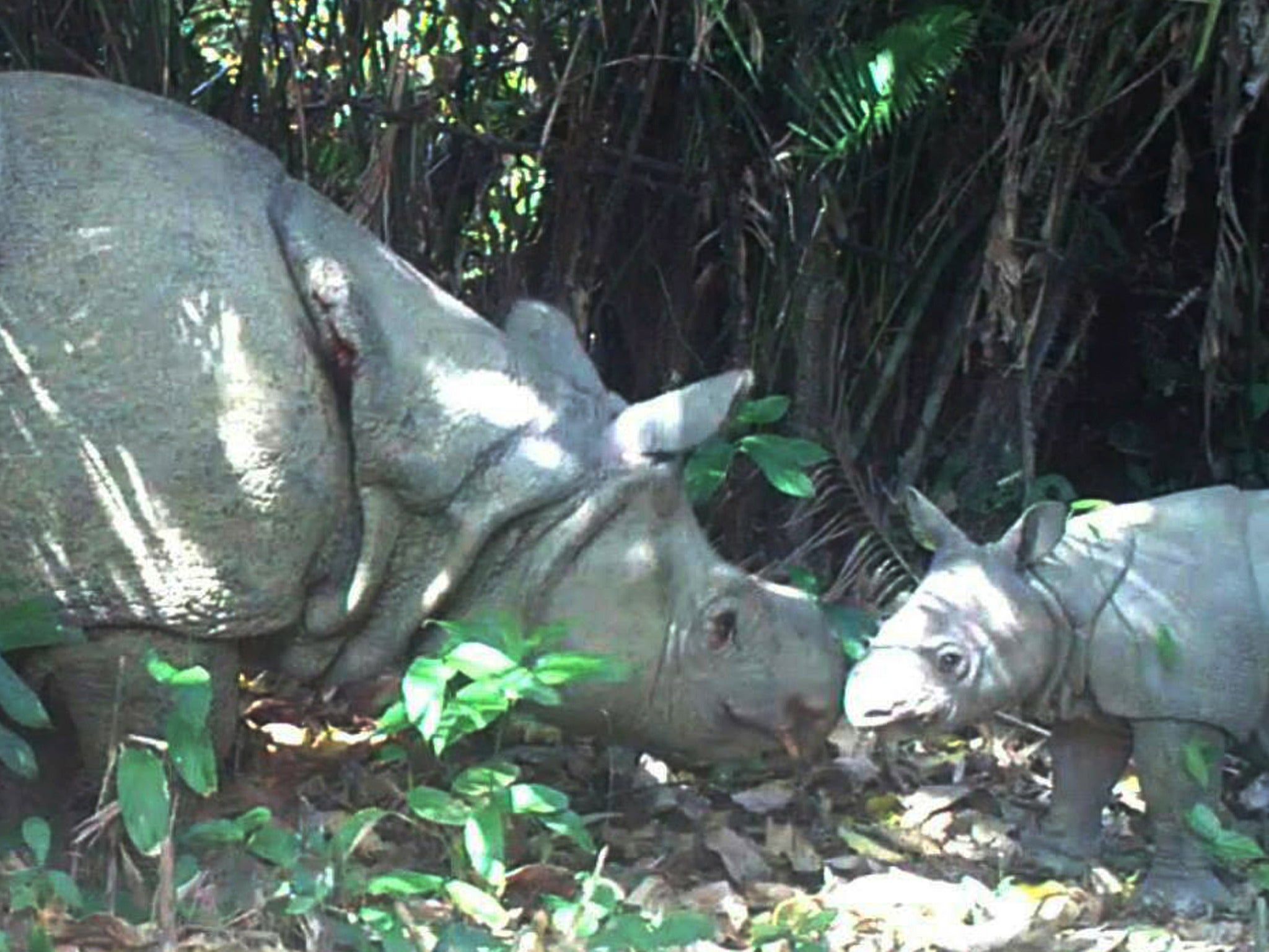 Officials said two male calves and one female had been filmed at Ujung Kulon national park