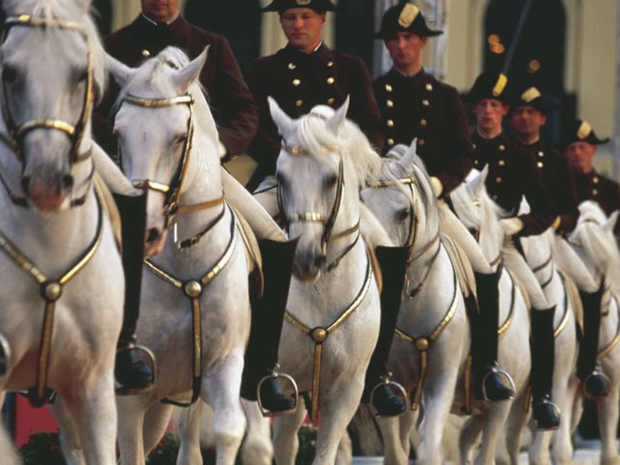 Spanish Riding School (Lammerhuber)