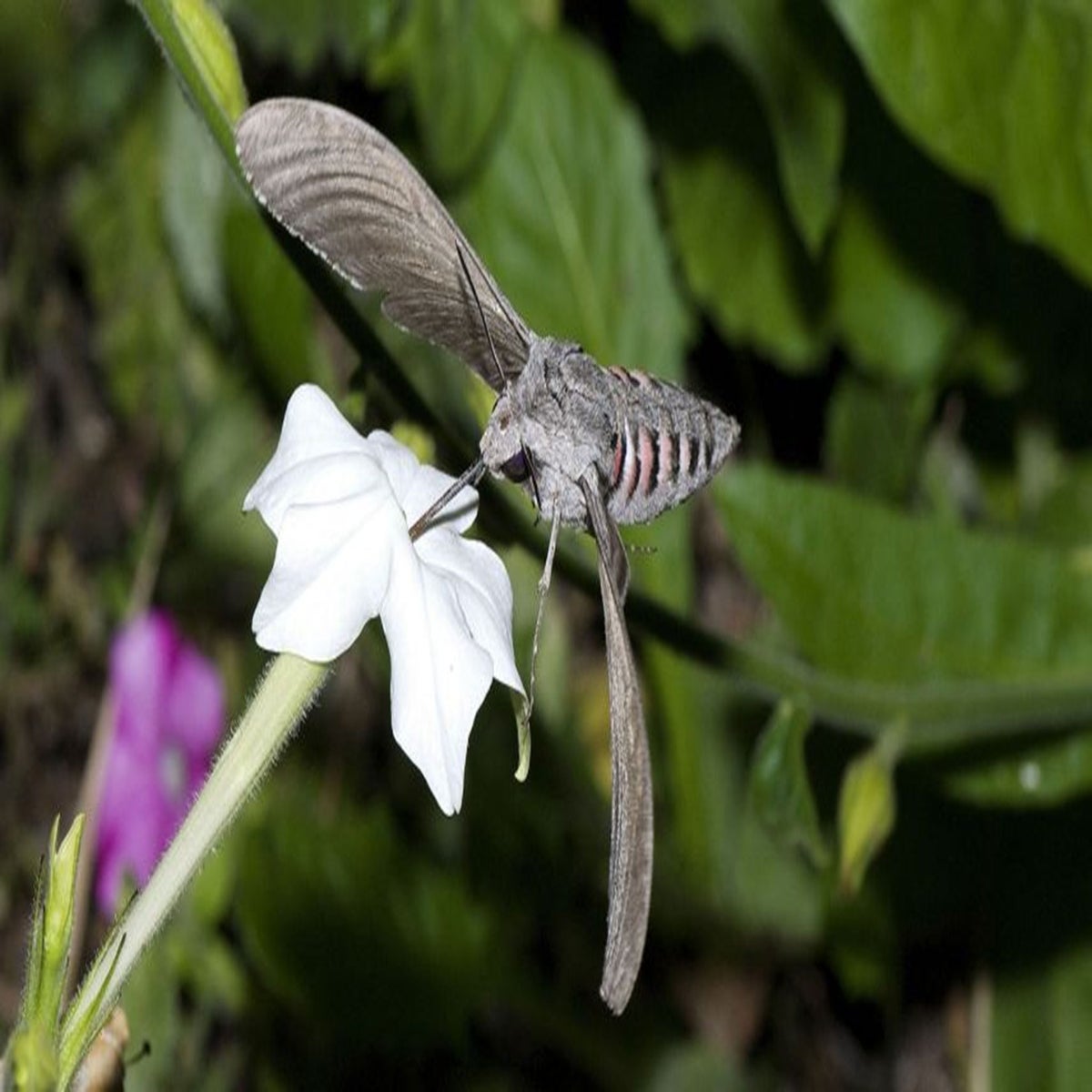 Poplar Hawk-moth  Butterfly Conservation