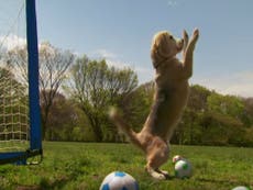 Beagle breaks second Guinness World Record for catching most balls in one minute 