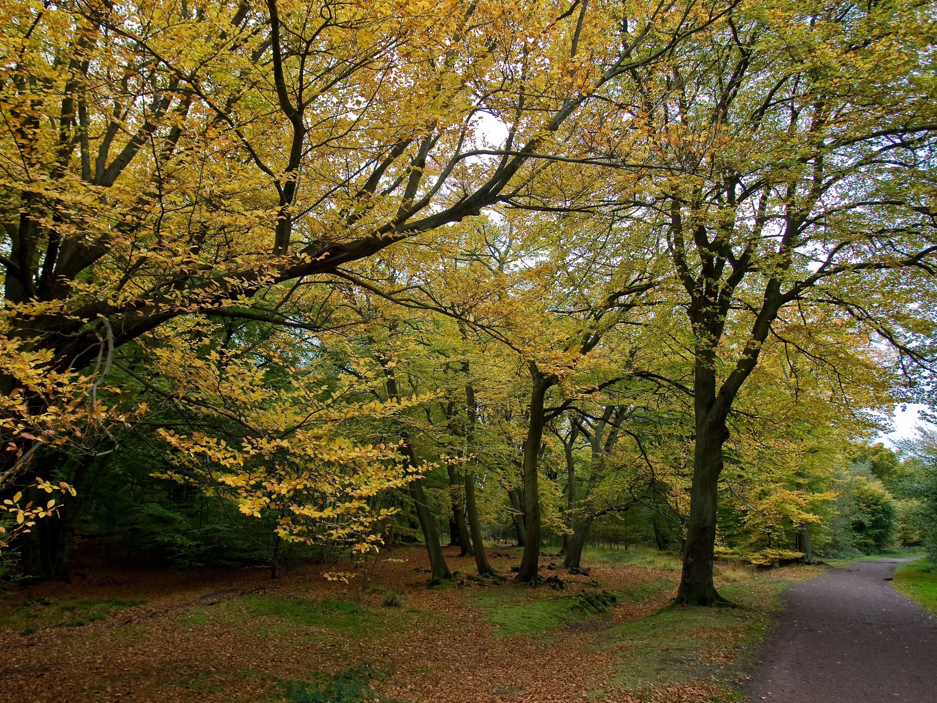 Hollow Ponds are part of Epping Forest, which stretches from London into Essex