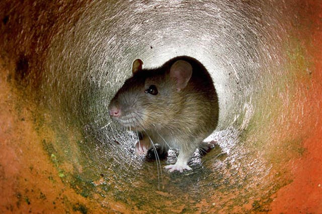 Rats are now climbing out of toilets