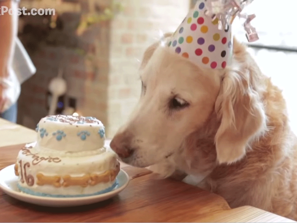 Rescue sales dog birthday