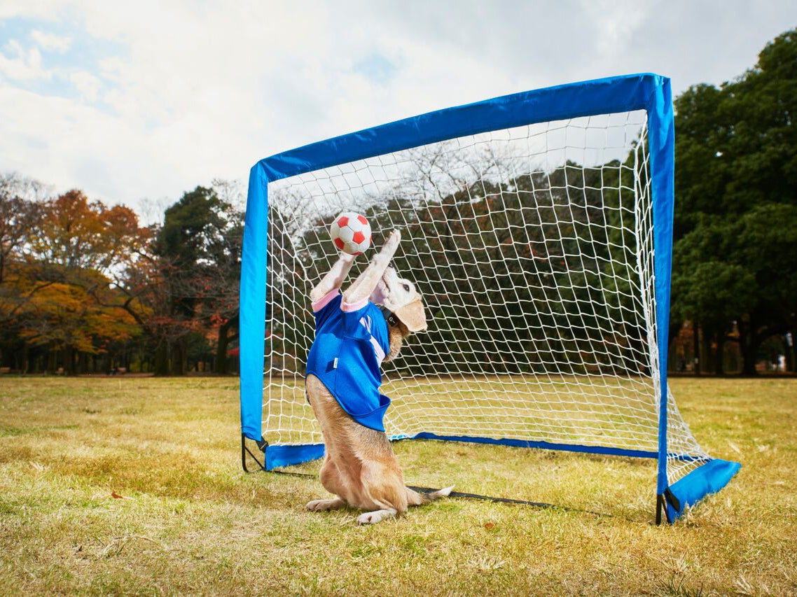 Purin the beagle is just one of the most bizarre but brilliant world record holders featured in this year’s collection, having caught 14 balls in the space of a minute.