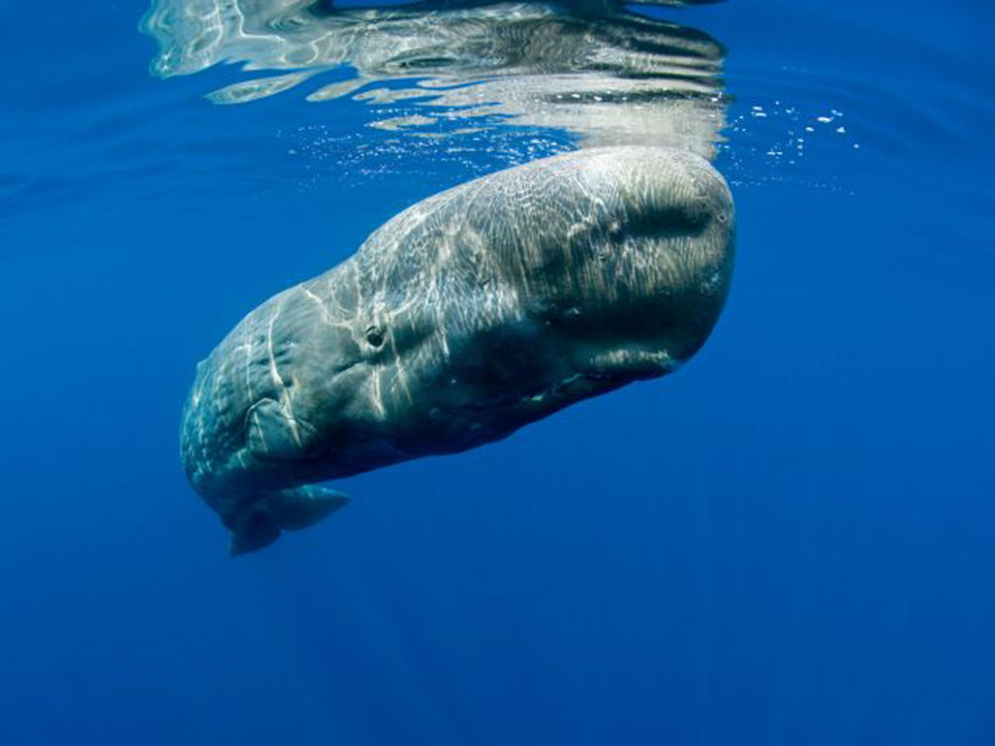 Sperm whales, now protected, subsist largely on squid; ambergris is made up of undigested squid beaks