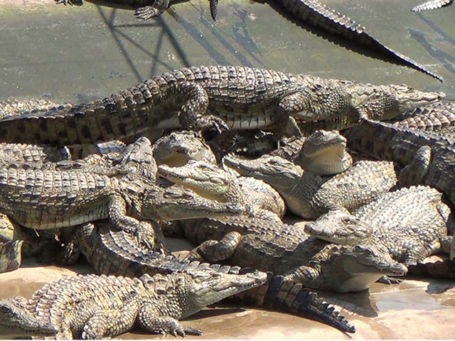 Around 11,000 crocodiles are starving on a crocodile farm in Honduras, following US sanctions