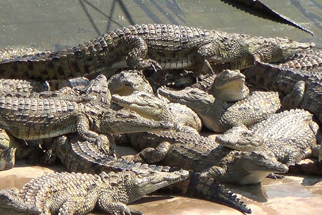 Hermès uses crocodile farms in Texas and Zimbabwe and insists  that best slaughter practices are respected