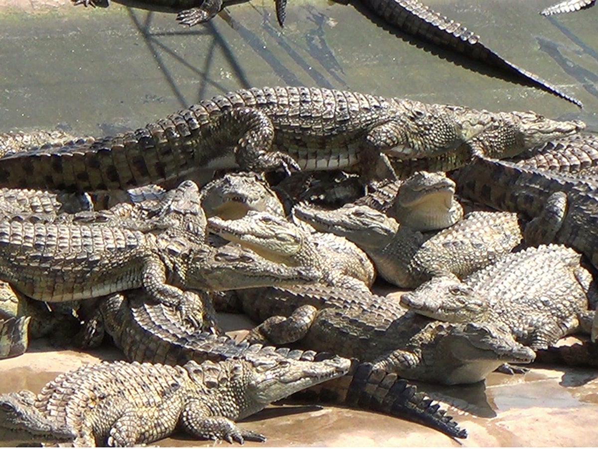Hermès vows to protect welfare of crocodiles, The Independent