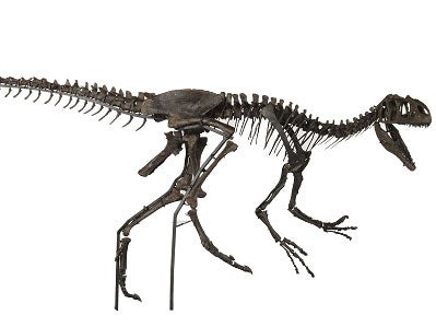 The 9ft-long near-complete juvenile Allosaurus is the first predatory dinosaur skeleton to be sold in Britain