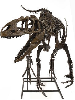 The skeleton is expected to sell for between £300,000 and £500,000.