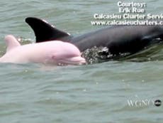 Rare pink bottlenose dolphin spotted in Louisiana and may be pregnant