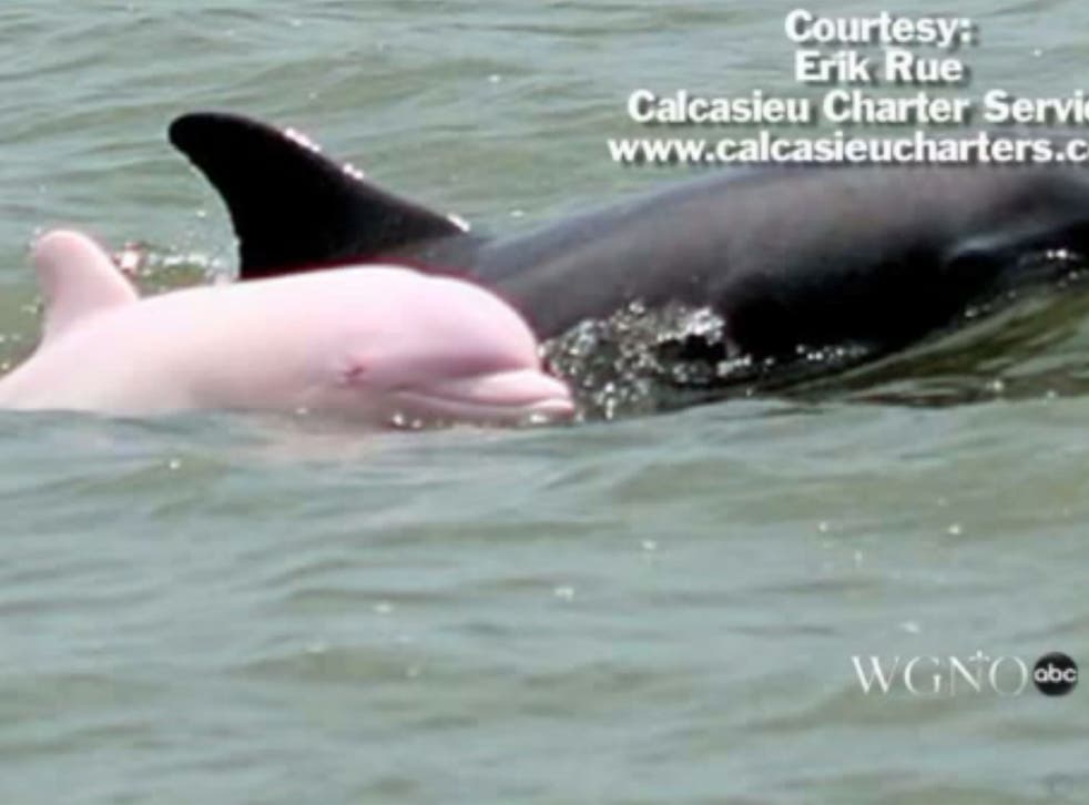 Pinky, the rare pink bottlenose dolphin, spotted in Louisiana