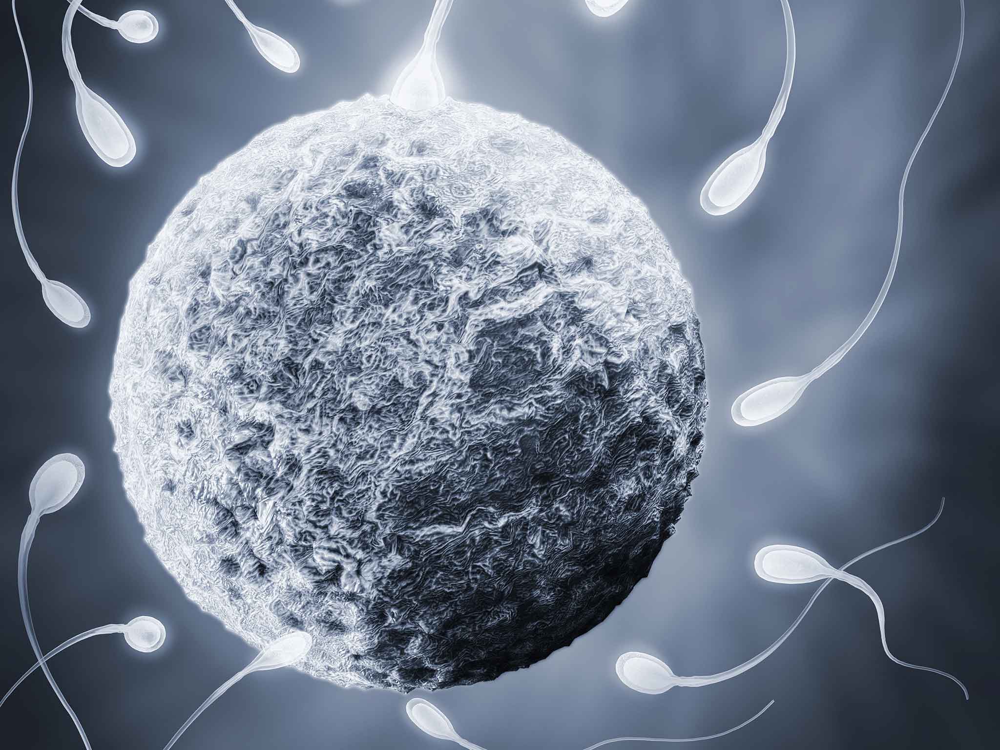 Mission accomplished: an illustration of the moment when a sperm cell gains entry to an egg
