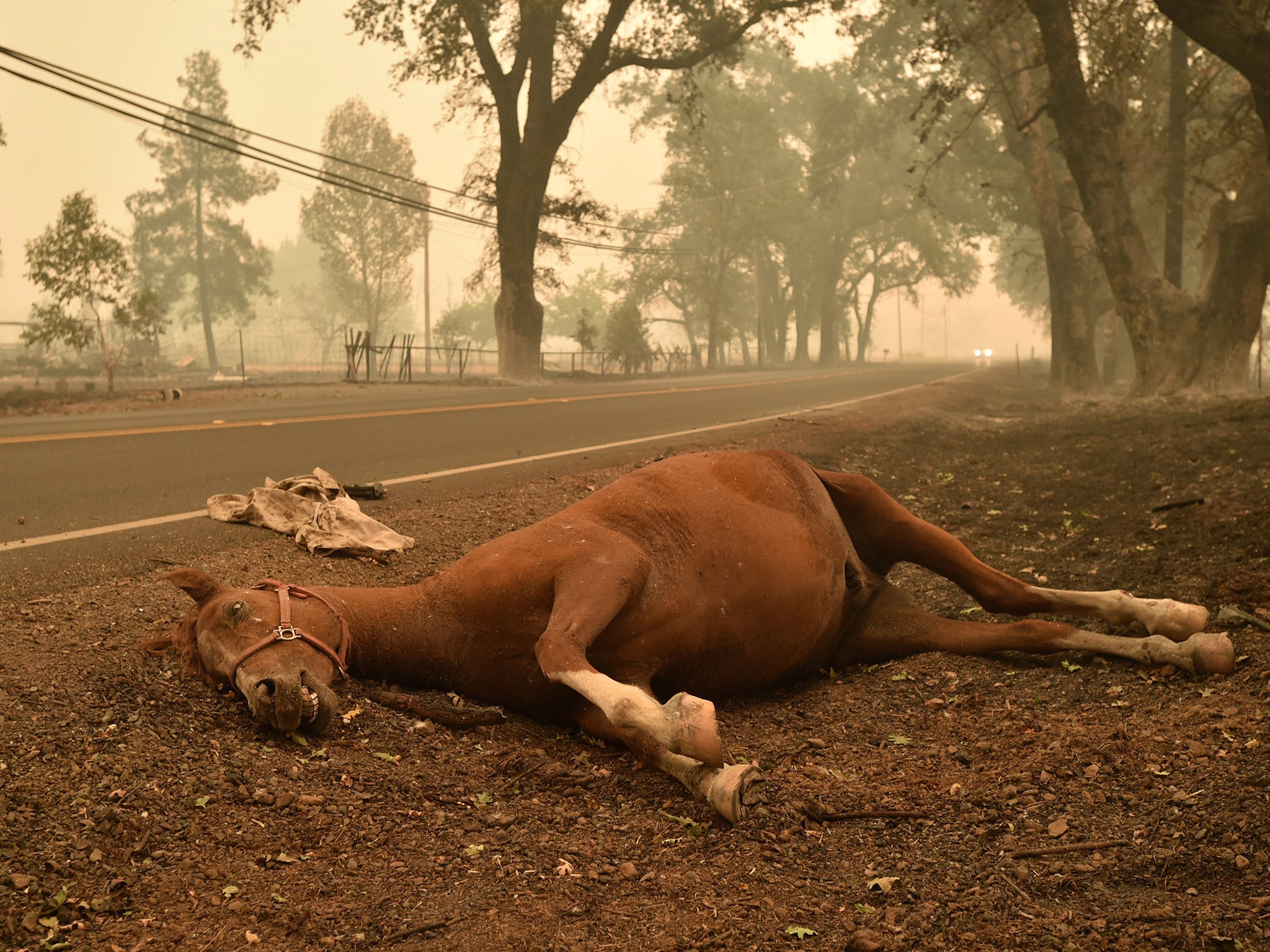 A dead horse lays on the side of a road while firefighters continue to battle the Valley fire in Middletown, California on September 13, 2015.