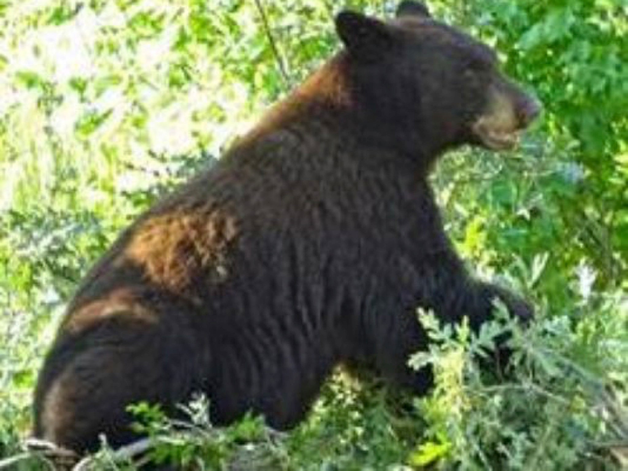 There are large numbers of bears and other wildlife in Waterton Canyon