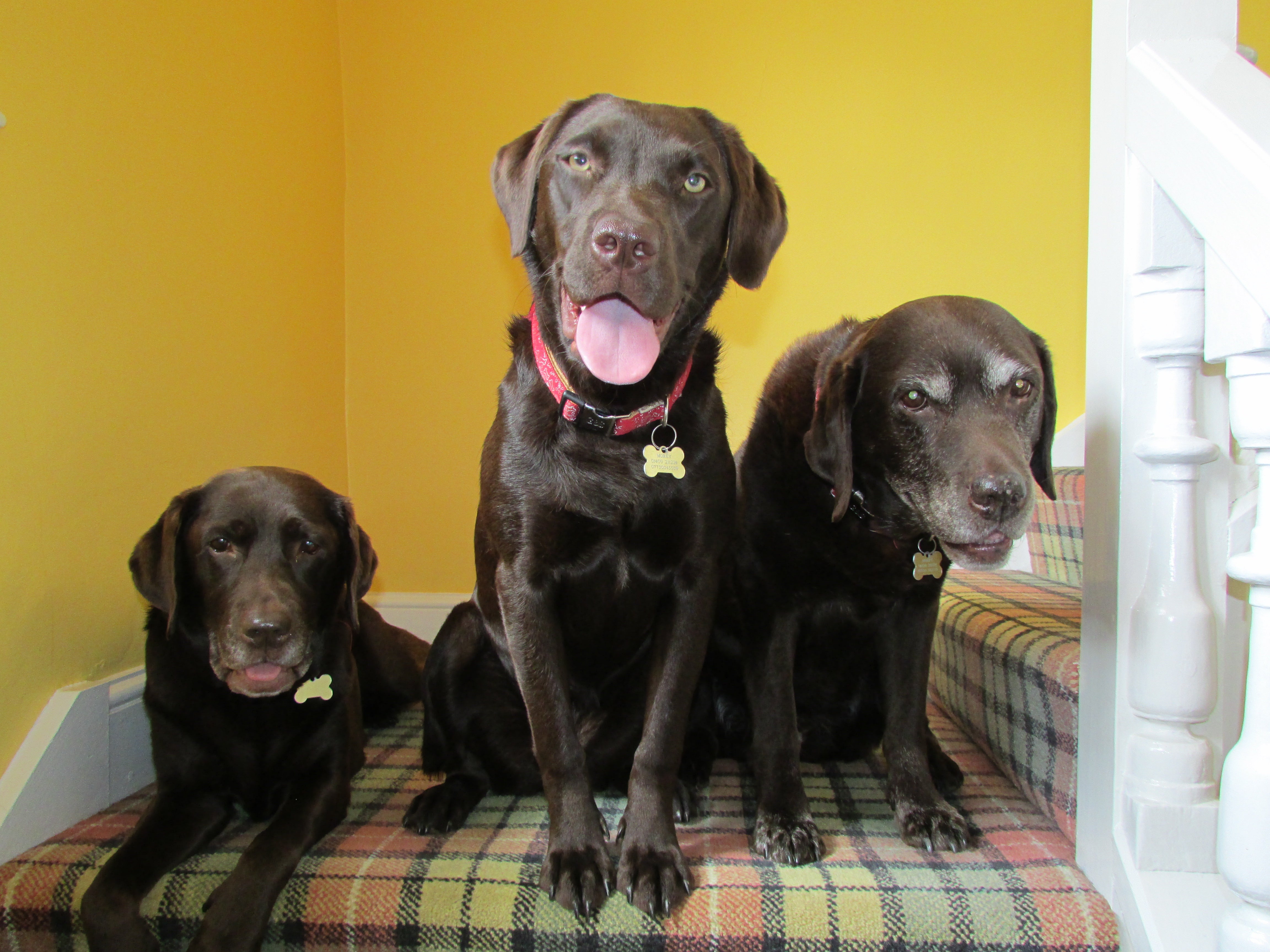 Chocolate Labradors Cassia, Mace and Saffron