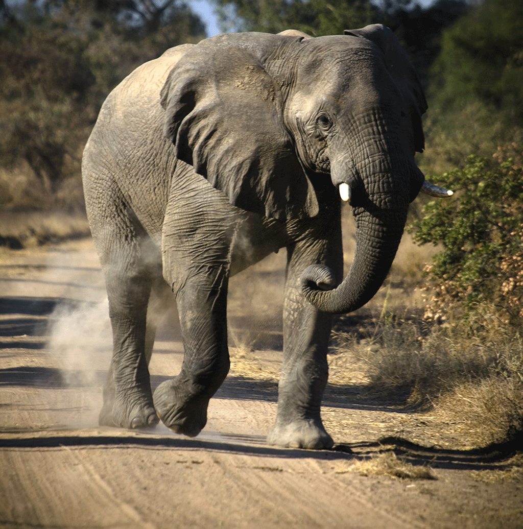 An elephant crossing a dusty track in Zakouma National Park