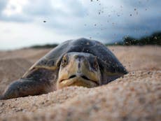 Half of world's sea turtles have eaten plastic, study says