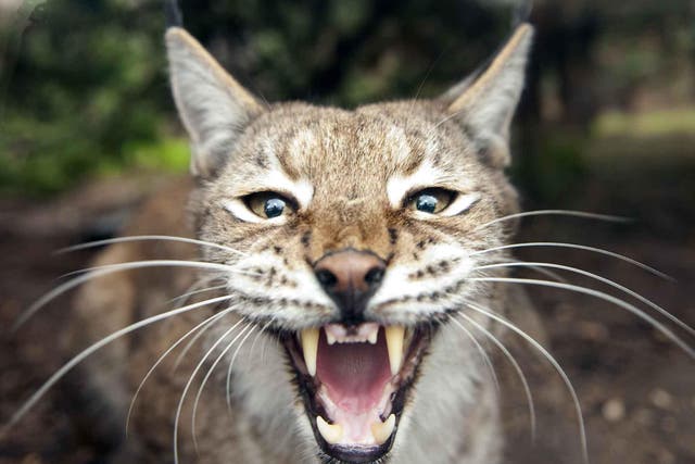It is not the first time the lynx's reintroduction has been discussed