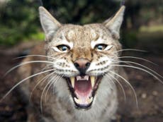 Security raised as escaped lynx threatens to ruin couple’s wedding celebrations
