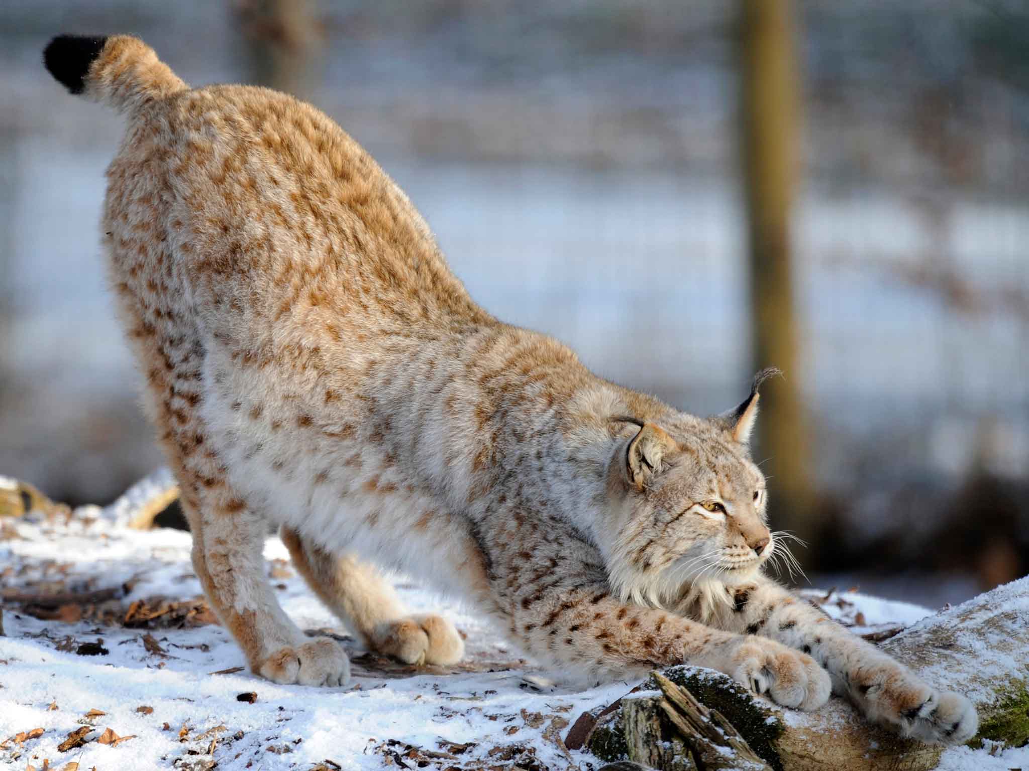 Charities want new national parks to house lynx (AFP)