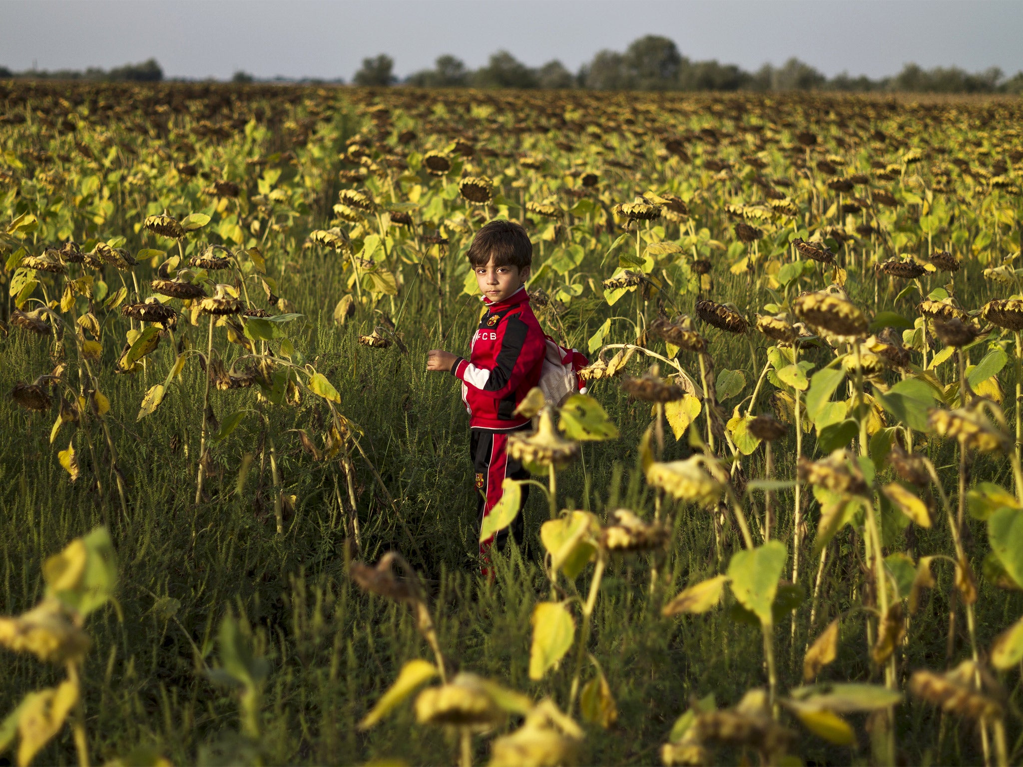 A Syrian boy waits to be taken to the Austrian border in Roszke, Hungary