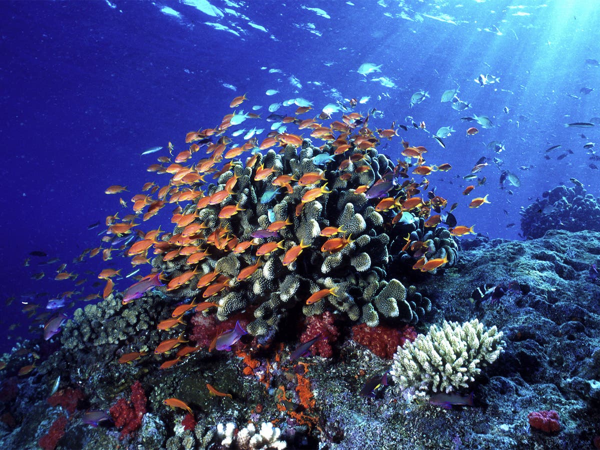 50 countries pledge to protect at least 30% of world’s land and oceans by 2030