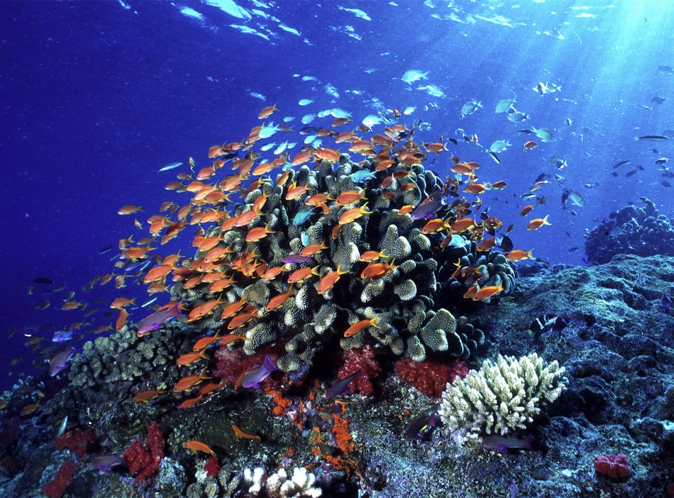 Coral reefs are at serious risk of further decline