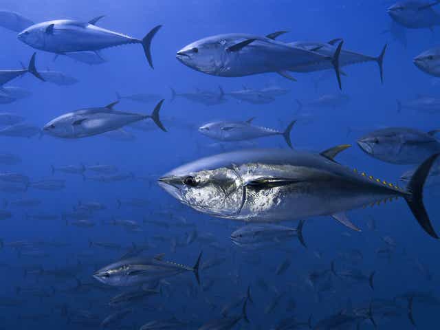 Northern bluefin tuna off the coast of Spain