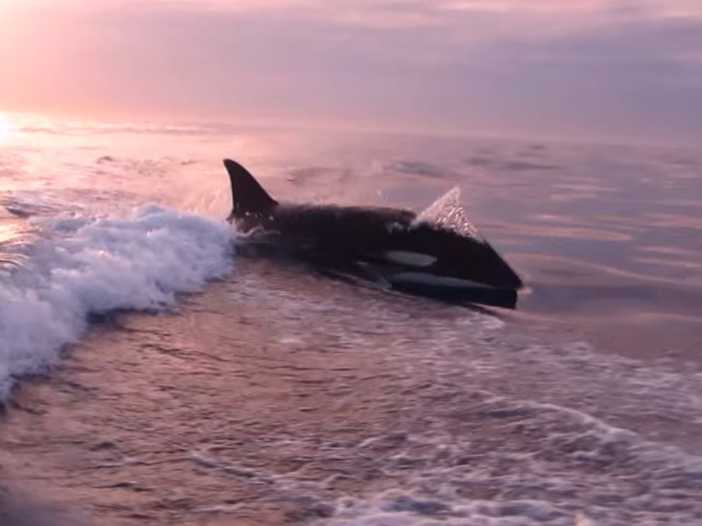 The killer whales came dangerously close to two fishermen off the coast of California