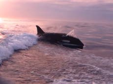 Fishermen make quick getaway as they discover killer whales chasing their boat 