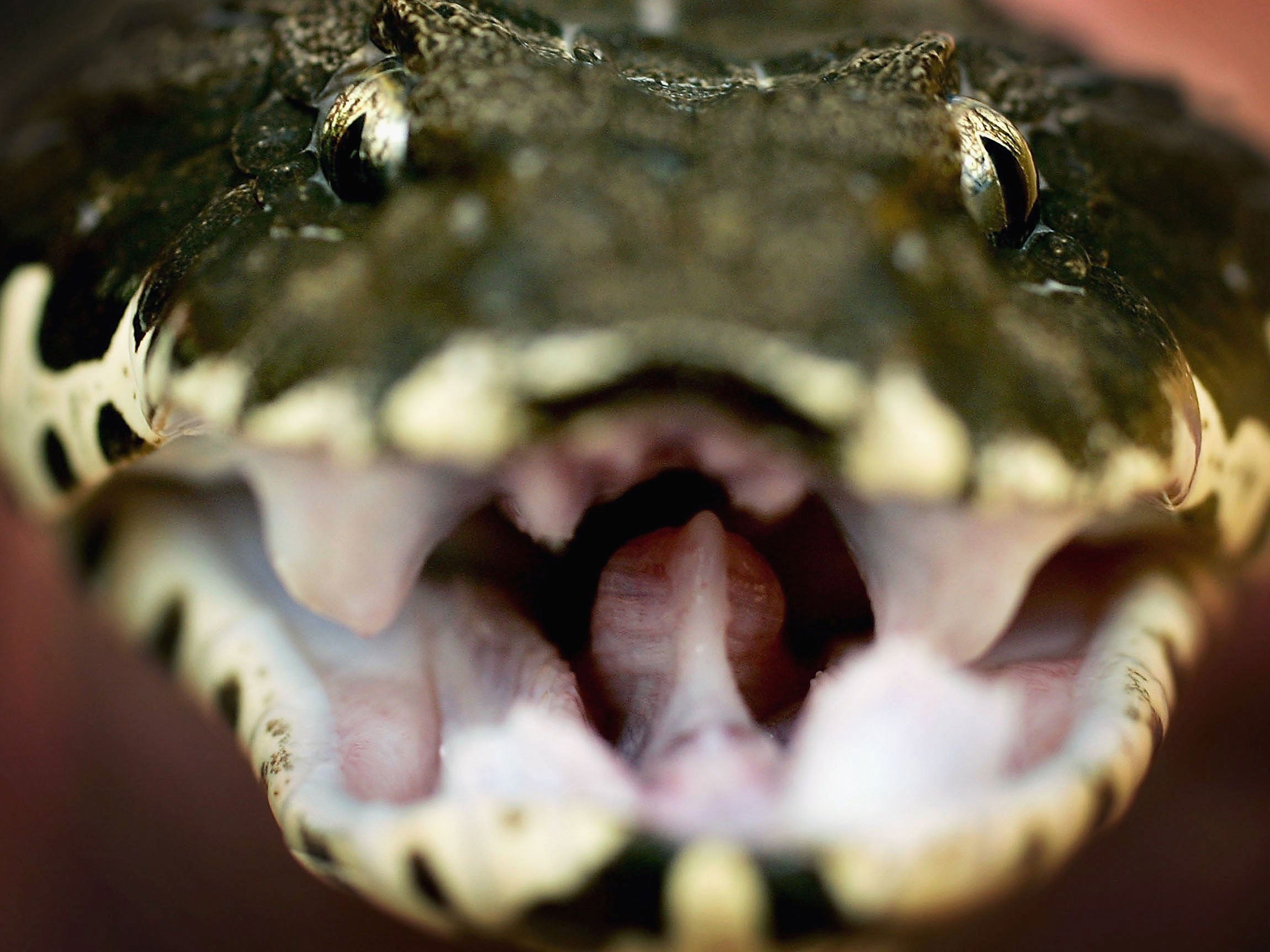 milk snake teeth