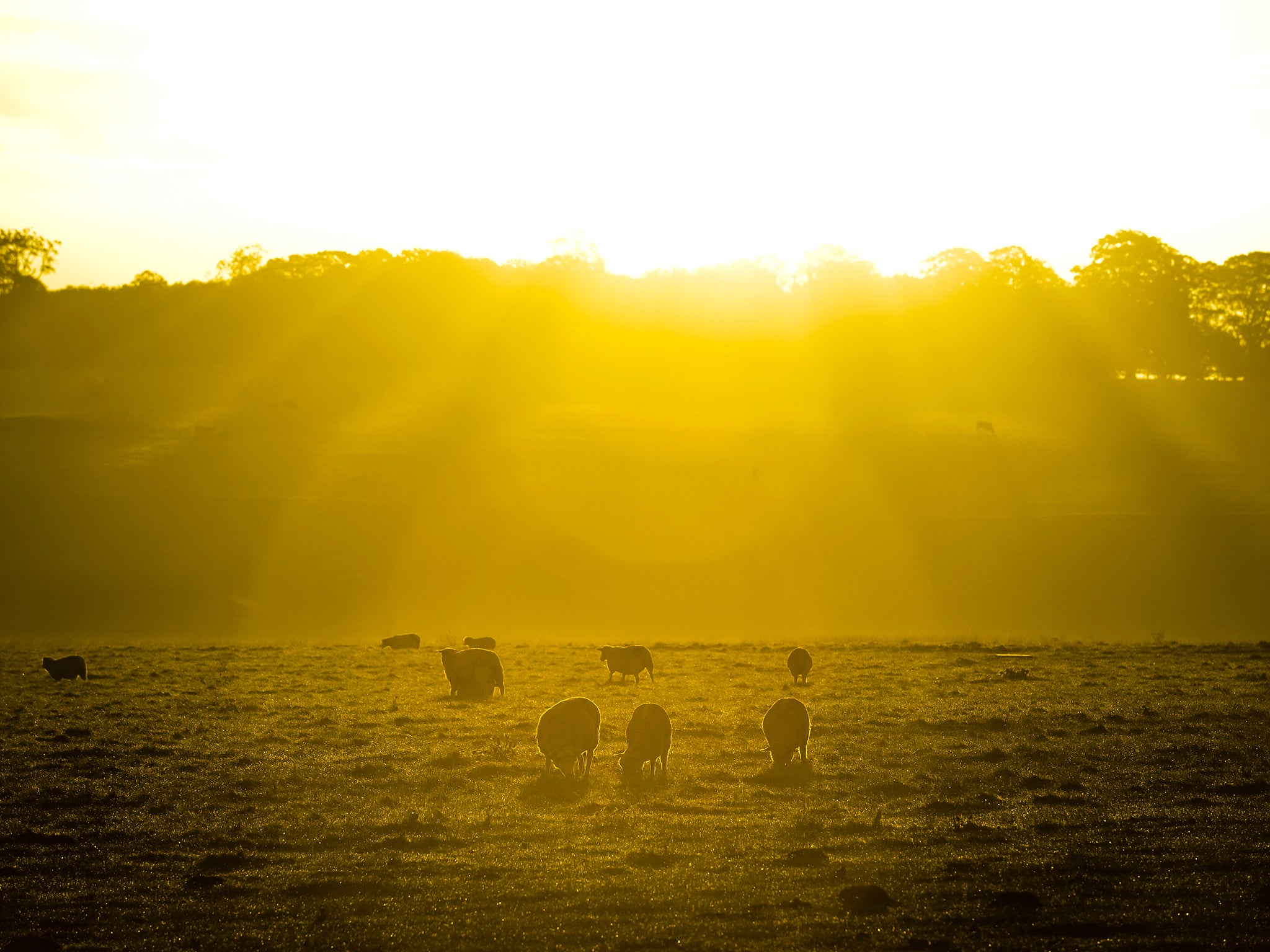 Early morning sunlight warms sheep as they graze in a field