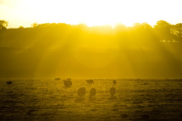 Early morning sunlight warms sheep as they graze in a field