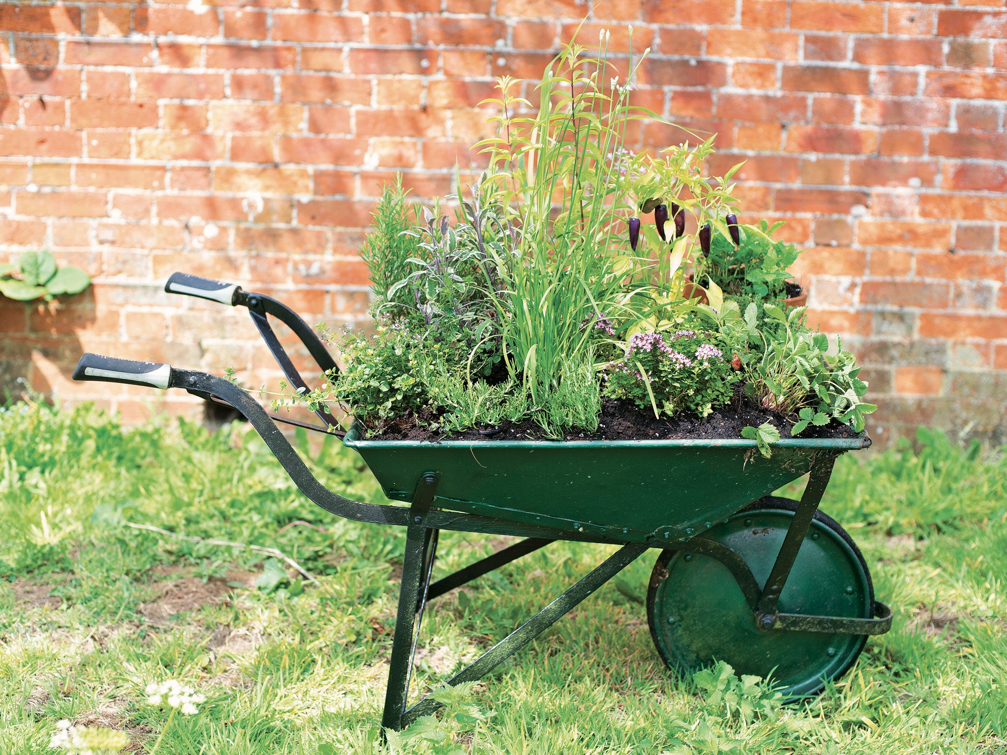 Pennants Plants nursery gardener Fiona Blackmore's edible wheelbarrow