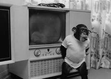 Chimpanzees love horror films, research finds